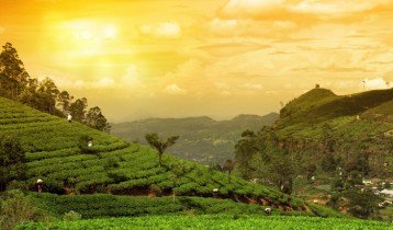 TEA GARDEN & SPICE TOUR